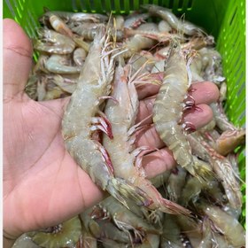 تصویر میگو ببری u30-40 