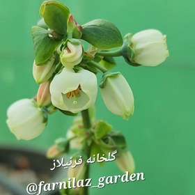 تصویر نهال بلوبری یکساله (ارقام متنوع) Blueberry plant