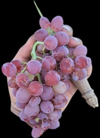 تصویر انگور رقم فلیم سیدلس بدون هسته 