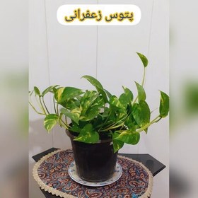 تصویر گل پتوس زعفرانی.پتوس ابلق .چند بوته بزرگ یک متر هزینه ارسال پس کرایه تیپاکس 