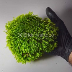 تصویر خزه مود ماس 