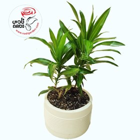 تصویر قیمت بامبو خاکی 