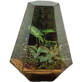 تصویر گیاه طبیعی تراریوم مدل چند وجهی 