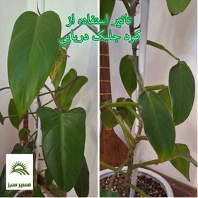 تصویر کود جلبک دریایی فرمول یک بسته 25 گرمی 