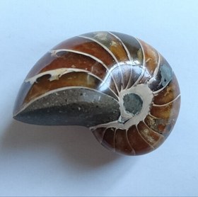 تصویر فسیل ناتیلوس آمونیت طبیعی (Nautilus Ammonite) (2) (کمیاب) 