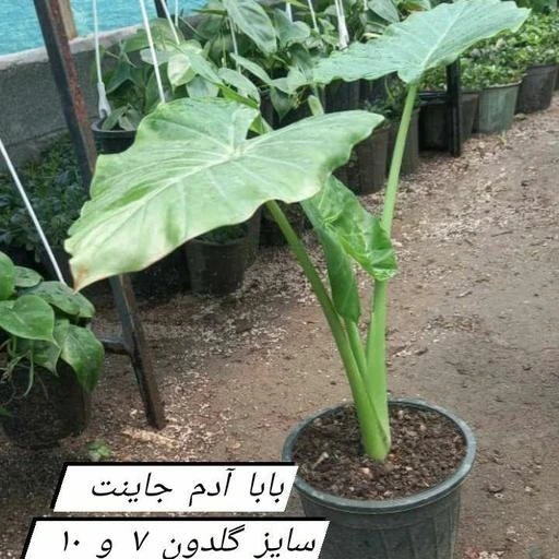 خرید و قیمت گل بابا آدم جاینت | ترب
