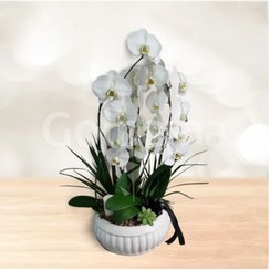 تصویر ارکیده 5 شاخه با گلدان سرامیکی 
