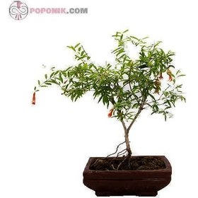 تصویر بن سای انار 