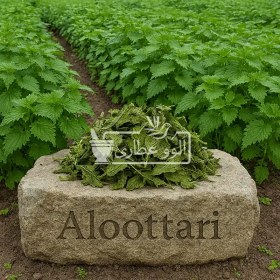 تصویر گزنه ممتاز 