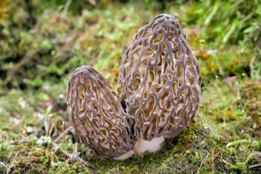 تصویر قارچ مورل یا مورچلا بسته ۵۰ گرمی morel mushroom dried