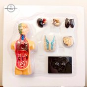 تصویر ماکت آموزشی اعضای بدن مخصوص کودکان 