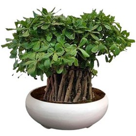 تصویر بونسای میخک ژاپنی 