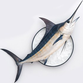 تصویر ماهی مارلین فیله 