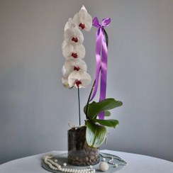 تصویر خرید آنلاین ارکیده به رنگ صورتی با طراحی خاص از کدام گل‌فروشی تهران؟ 