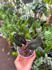 تصویر زاموفیلیا شرابی دو برگی 