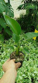 تصویر گل نخل نیکولای گلدون۱۲ 