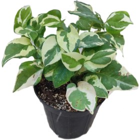 تصویر پتوس ارتشی 