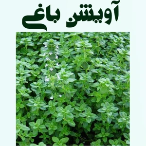 تصویر فروشگاه باغبان ارگانیک