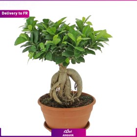 تصویر Ficus Ginseng (Delivery to France) 