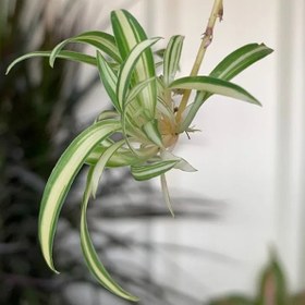 تصویر گل گندمی 