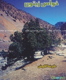 تصویر خواص زیتون 