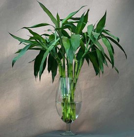 تصویر بامبو مینی سبز 