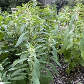 تصویر بذر کنجد قهوه ای 1 گرمی 