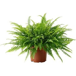 تصویر گیاه سرخس فر مدل F-40 