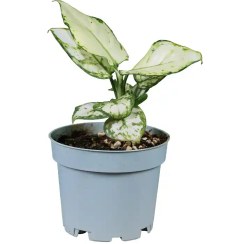 تصویر آگلونما وایت جوی 