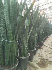 تصویر سانسوریا سبز Sansevieria