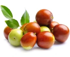 تصویر نهال عناب ارمنی 