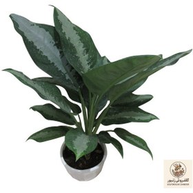 تصویر گیاه طبیعی آگلونما حبابی کد S - L01 | کد: ZNB-84X 