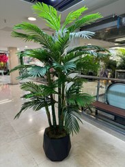 تصویر درختچه کنتیا 5 تنه 