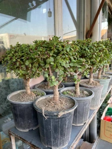 تصویر فروشگاه گلستونک