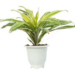 تصویر گیاه دراسنا بلالی Dracaena 