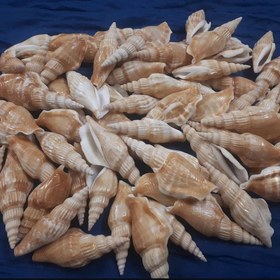 تصویر صدف دوکی 