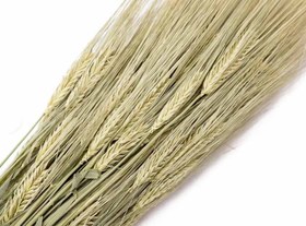 تصویر گل خشک جو موشی 