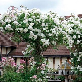 تصویر بذر گل رز رونده سفید 