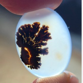 تصویر شجر مصور قائن 