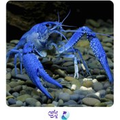 تصویر لابستر آبی سایز ۴ تا ۵ سانتی متر 