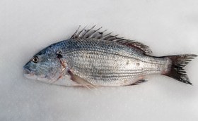 تصویر ماهی جهرو 