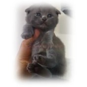 تصویر اسکاتیش فولد بلو موکوتاه کد 125 