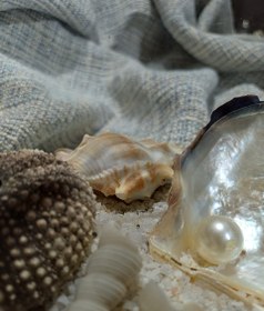 تصویر تراریوم صدفی 