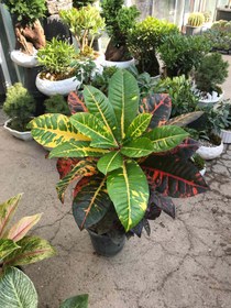 تصویر کروتون سطل ۷ - سطل ۷ 