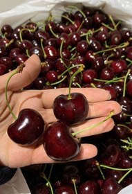 تصویر نهال گیلاس تکدانه مشهد ۱۰ عدد 