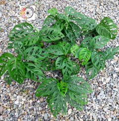 تصویر پک ۲۰ عددی پتوس حصیری هلندی نشایی 