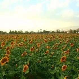 تصویر تخمه آفتابگردان برداشت آبان ماه 