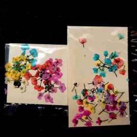 تصویر گل خشک آلیسوم 