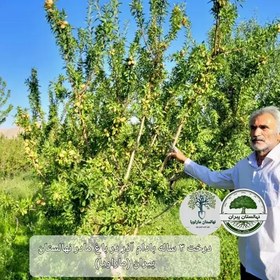 تصویر نهال بادام آذر دیر گل پیوندی (ارسال رایگان در صورت خرید حداقل 3 عدد) 