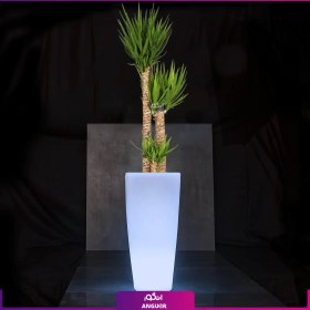 تصویر گلدان دکوراتیو نورانی ’16 رنگ’ همراه با یوکا سه شاخه 